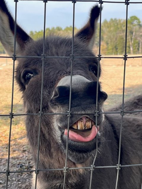Donkey, Mammal, Kangaroo.