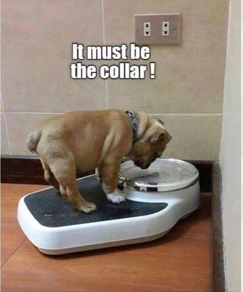Canine, Dog, Pet. Text: It must be the collar!