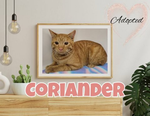 Plant, Cat, Greeting Card. Text: Adopted CORIANDER