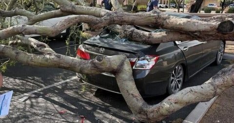 Wood, Tree, Vehicle.