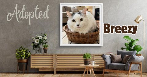 Potted Plant, Jar, Planter. Text: Adopted Breezy