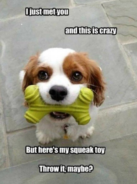 Canine, Dog, Puppy. Text: and this is crazy But here's my squeak toy Throw it, maybe?
