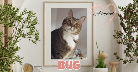 Potted Plant, Planter, Cat. Text: Adopted BUG
