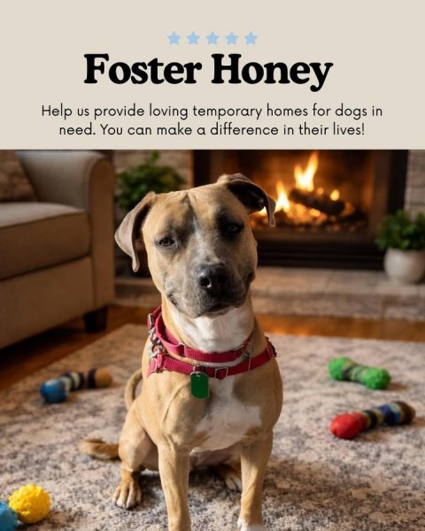 Fireplace, Indoors, Dog. Text: Foster Honey Help US provide loving temporary homes for dogs in need. You can make a difference in their lives!