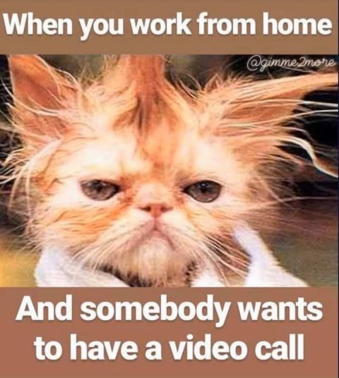 Cat, Kitten, Snout. Text: When you work from home @gimme2more And somebody wants to have a video call