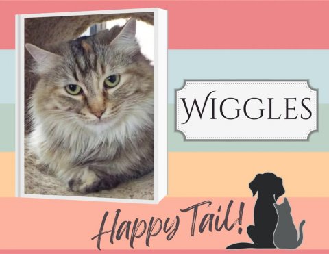 Cat, Pet, Greeting Card. Text: WIGGLES Happy Tail!