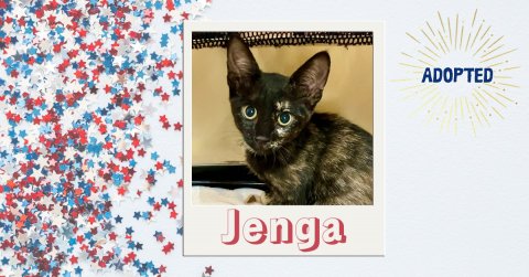 Cat, Mammal, Pet. Text: ADOPTED Jenga