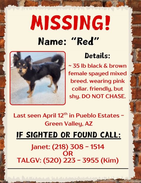 Advertisement, Poster, Dog. Text: MISSING! Name: "Red" Details: ~35 lb black &amp; brown female spayed mixed breed. wearing pink collar. friendly, but shy. DO NOT CHASE. Last seen April 12th in Pueblo Estates - Green Valley, AZ IF SIGHTED OR FOUND CALL: Janet: (218) 308-1514 OR TALGV: (520) 223-3955 (Kim)