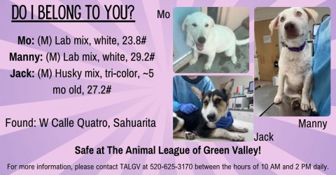 Glove, Dog, Doctor. Text: DO I BELONG TO YOU? Mo: (M) Lab mix, white, 23.8# Manny: (M) Lab mix, white, 29.2# Jack: (M) Husky mix, tri-color, ~5 mo old, 27.2# Found: W Calle Quatro, Sahuarita Manny Jack Safe at The Animal League of Green Valley! For more information, please contact TALGV at 520-625-3170 between the hours of 10 AM and 2 PM daily.
