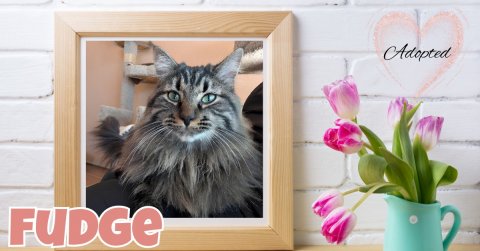 Cat, Kitten, Flower. Text: Adopted
