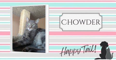 Cat, Kitten, Dog. Text: CHOWDER Happy Tail!