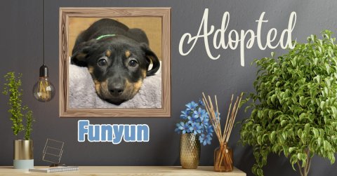 Potted Plant, Jar, Planter. Text: Adopted Funyun