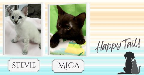 Cat, Mammal, Pet. Text: Happy Tail! STEVIE MICA
