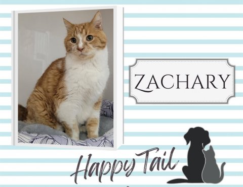 Animal, Cat, Pet. Text: ZACHARY Happy Tail