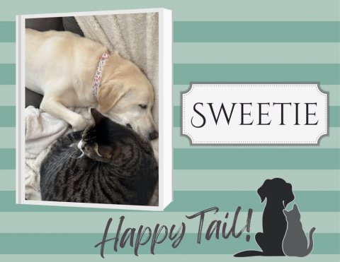 Dog, Labrador Retriever, Cat. Text: SWEETIE Happy Tail!