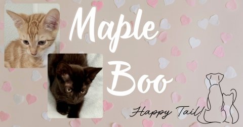 Greeting Card, Cat, Kitten. Text: Maple Boo