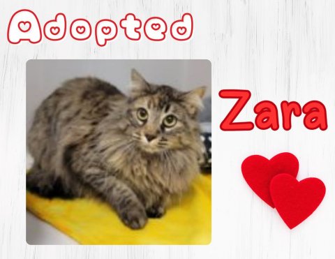 Cat, Pet, Symbol. Text: dopted Zara