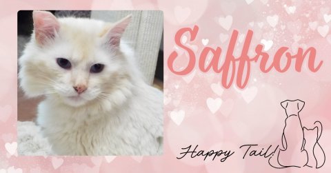 Greeting Card, Angora, Kitten. Text: Saffron