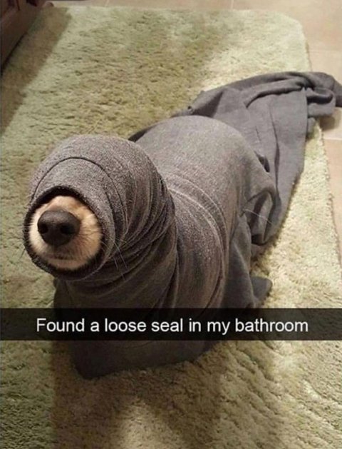 Canine, Dog, Mammal. Text: Found a loose seal in my bathroom