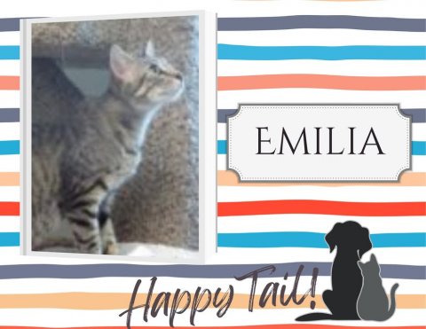 Cat, Pet, Dog. Text: EMILIA Happy Tail!