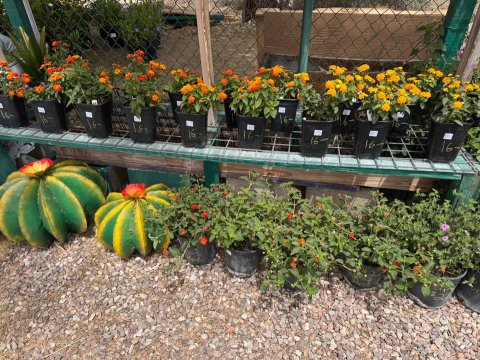 Potted Plant, Planter, Garden. Text: 16