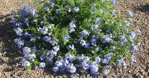 Vegetation, Herbal, Flower.