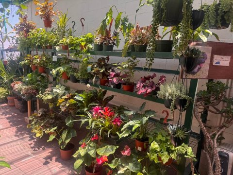 Garden, Nature, Potted Plant.