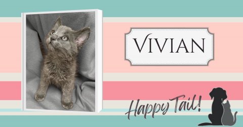 Cat, Kitten, Pet. Text: VIVIAN Happy Tail!