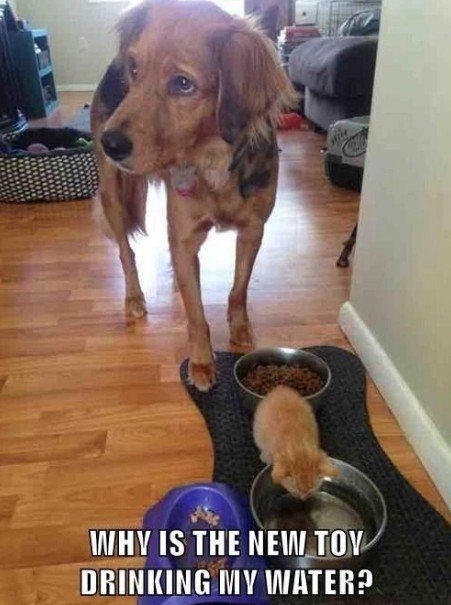 Dog, Wood, Rat. Text: WHY IS THE NEW TOY DRINKING MY WATER?
