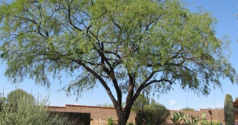 Tree, Vegetation, Willow.