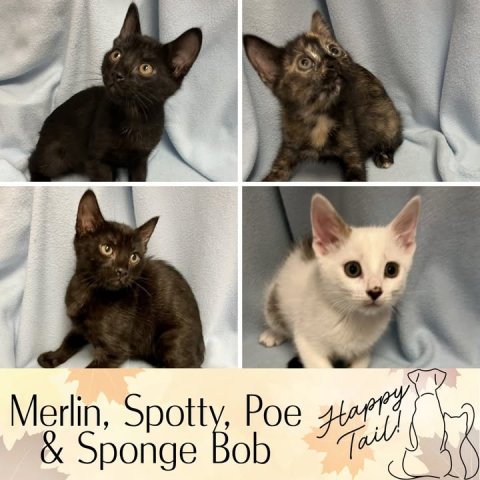Cat, Kitten, Pet. Text: Merlin, Spotty, Poe Happy &amp; Sponge Bob Tail!