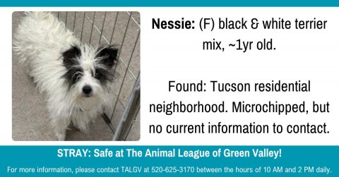 Canine, Dog, Pet. Text: Nessie: (F) black &amp; white terrier mix, ~1yr old. Found: Tucson residential neighborhood. Microchipped, but no current information to contact. STRAY: Safe at The Animal League of Green Valley! For more information, please contact TALGV at 520-625-3170 between the hours of 10 AM and 2 PM daily.