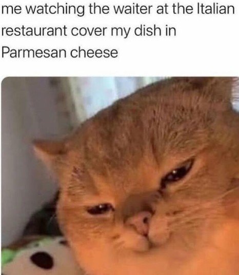 Abyssinian, Cat, Pet. Text: me watching the waiter at the Italian restaurant cover my dish in Parmesan cheese