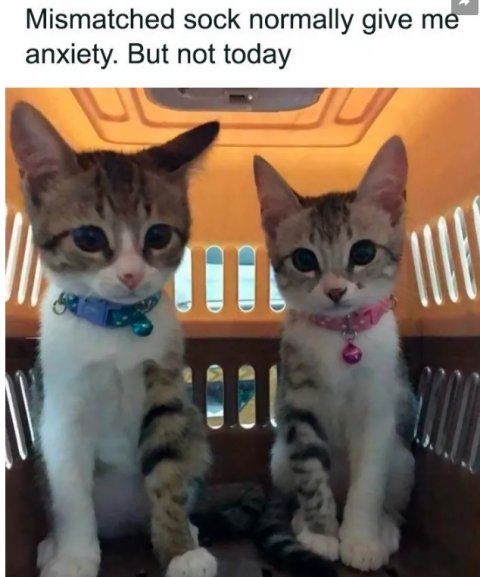 Cat, Kitten, Pet. Text: Mismatched sock normally give me anxiety. But not today