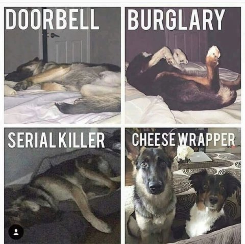 Canine, Dog, German Shepherd. Text: DOORBELL BURGLARY SERIAL KILLER CHEESE WRAPPER