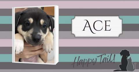 Canine, Dog, Pet. Text: ACE Happy Tail!