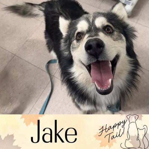 Canine, Dog, Husky. Text: Jake Happy Tail!
