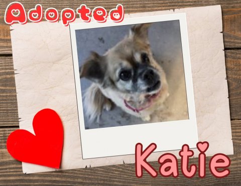 Greeting Card, Mail, Dog. Text: Adopted Katie
