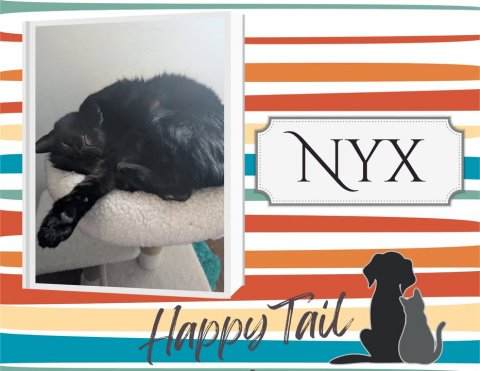 Cat, Pet, Dog. Text: NYX Happy Tail
