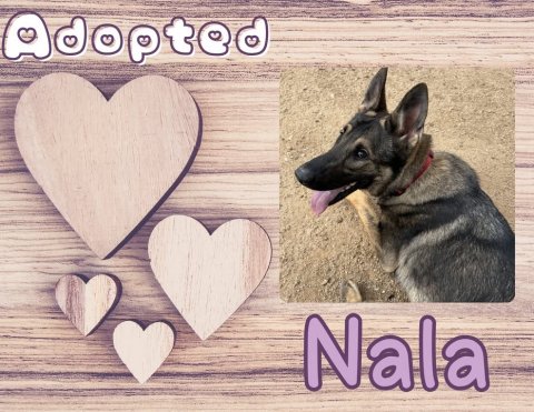 Canine, Dog, Pet. Text: Adopted Nala