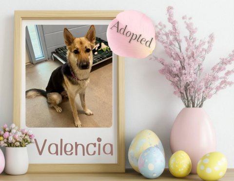 Dog, German Shepherd, Balloon. Text: Adopted Valencia