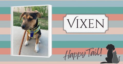Canine, Dog, Hound. Text: VIXEN Happy Tail!