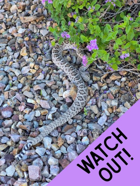 Animal, Reptile, Snake. Text: WATCH OUT!