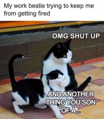Cat, Mammal, Pet. Text: My work bestie trying to keep me from getting fired OMG SHUT UP AND ANOTHER THING YOU SON OF А...