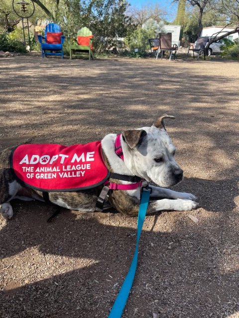 Park, Strap, Shelter. Text: ADOPT ME THE ANIMAL LEAGUE OF GREEN VALLEY