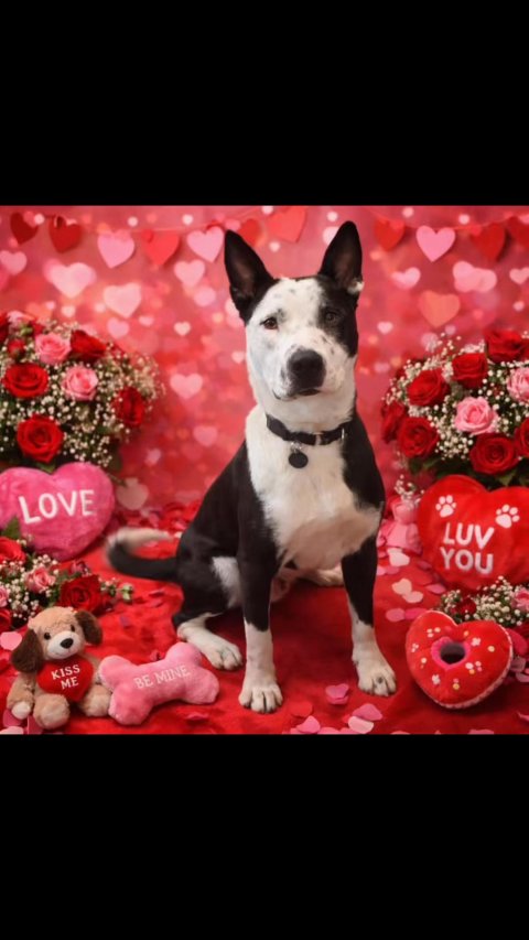 Greeting Card, Dog, Toy. Text: LOVE KISS LUV ME YOU BE MINE