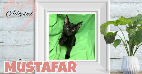 Plant, Potted Plant, Planter. Text: Adopted MUSTAFAR
