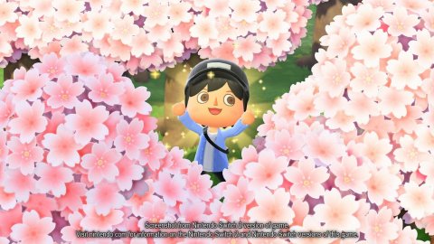 Flower, Petal, Cherry Blossom.