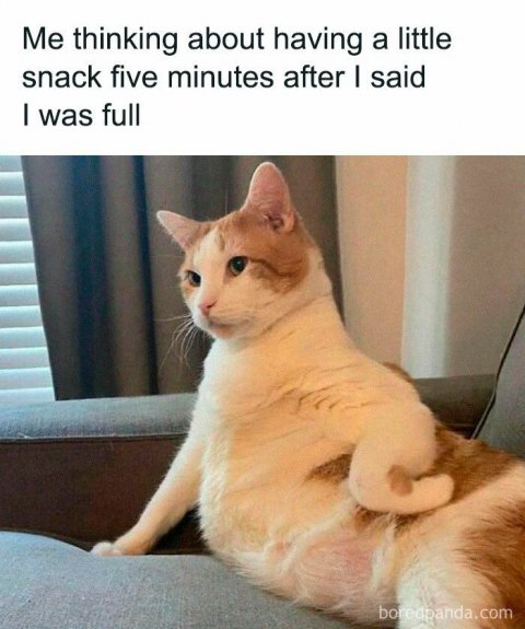 Cat, Pet, Abyssinian. Text: Me thinking about having a little snack five minutes after I said I was full boredpanda.com