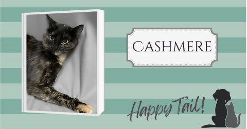Cat, Pet, Dog. Text: CASHMERE Happy Tail!